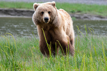 Female coastal brown bear (Ursus arctos) in a gras meadow in Lake Clark NP, Alaska