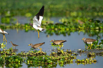 Grey Headed Lapwig in Assam in India