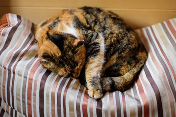 Cute cat sleeping on the pillow