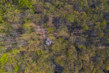 Spring forest top view.
