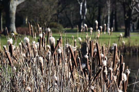Reeds or Typha Latifolia with flying seeds, next to the lake.