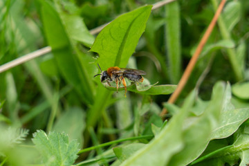 Bee on green dandelion leaf. Spring. Green grass.