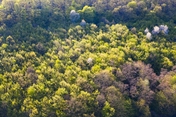 Spring forest top view.