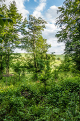 Wiederaufforstung im Mischwald