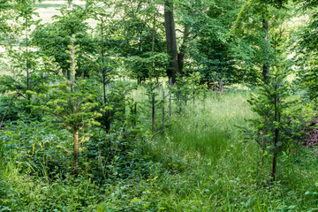 Wiederaufforstung im Mischwald