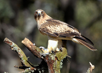 aguila calzada