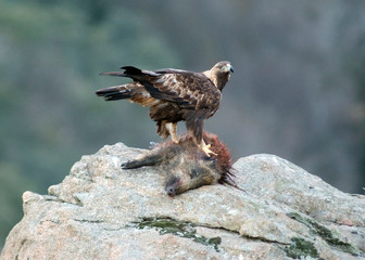 aguila real con jabalí