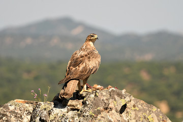 aguila perdicera en la roca