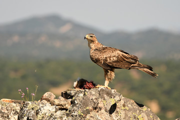 aguila perdicera en la roca