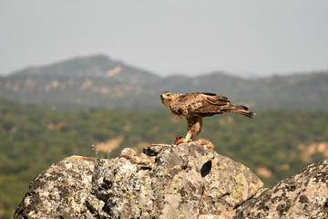 aguila perdicera en la roca