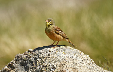 fauna de gredos