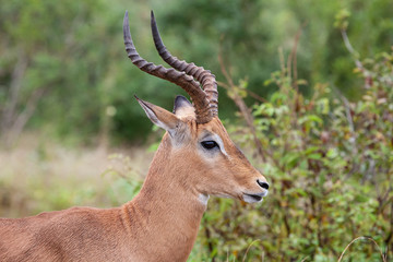 A side profile of a wary impala (Aepyceros melampus) ram, during the day at the end of the wet season, in the South African bushveld.