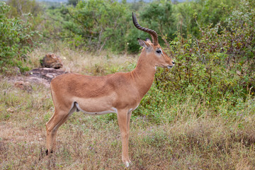 Naklejka na ściany i meble A full body side profile of an alert impala (Aepyceros melampus) ram, during the day at the end of the wet season, in the South African bushveld.