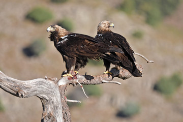 pareja de aguilas imperiales
