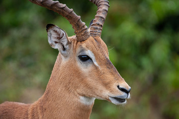A side profile of an alert impala (Aepyceros melampus) ram, sniffing the air, during the day at the end of the rainy season, in the South African bushveld.
