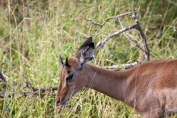 Naklejka na ściany i meble A closeup of a young impala (Aepyceros melampus) ram, feeding during the day at the end of the wet season, in the South African bushveld.