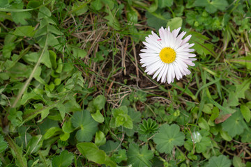 Daisy flower. Dew drops on green grass close up. Meadow grass in rain drops.