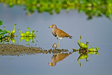 Grey headed lapwig with CHick in Dipor Bil Bird Sanctuary in Assam