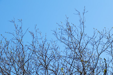 Fototapeta na wymiar Tree branches on a sky background. 