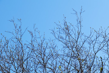 Tree branches on a sky background. 