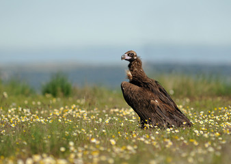 Buitre negro entre las flores en primavera
