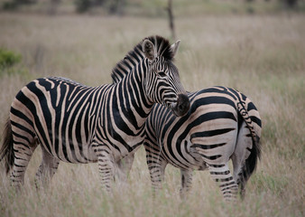 Fototapeta na wymiar Closeup of two plains zebra (Equus quagga) mares interacting at the end of the rainy season against a blurred South African grassland.