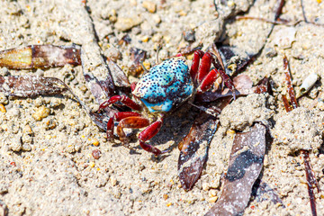 Red and blue colored fiddler crab on the sand.
