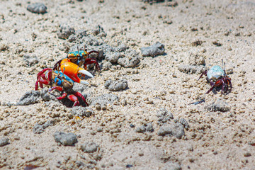 Blue and red colored fiddler crab with a big claw digs a hole in the sand surrounded by two other...
