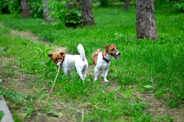 Two dogs breed Jack Russell Terrier are playing. The dog is playing. Little dog. Hunting dog.