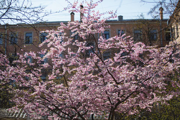 Sakura. Close up of pink Cherry blossom in sunny day