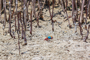Brightly colored fiddler crab stepping forward amid mangrove sprouts growing out of sand.