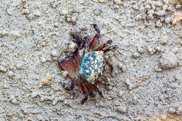 Blue fiddler crab with brown claws, sits on a piece of dried mangrove leaf lying on the sea sand