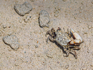 Sand-colored fiddler crab menacingly raising its large claw.