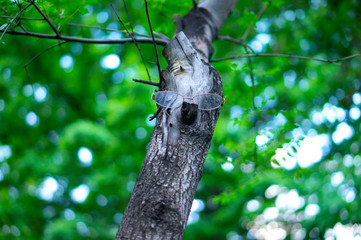 A tree with glasses, a tree with a face. Living tree. The tree looks at everyone.