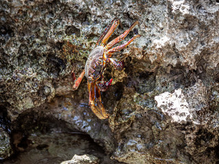 Brown and yellow marble crab on a ledge of rock, damaged by a surf.