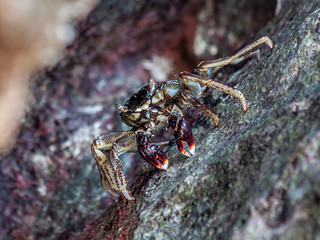 Close-up of a brown marble crab sitting on a wet stone.