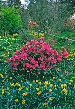 Colourful Spring garden with Azalias and daffodils