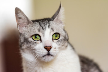 Portrait of a cat with big yellow-green eyes. Selective focus. 