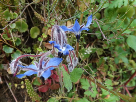 Fiore di borragine