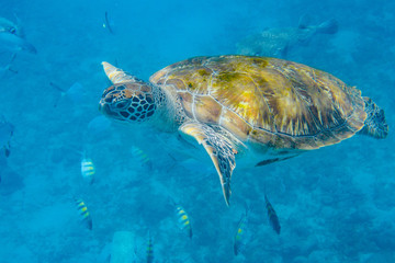 Obraz premium Green Turtle (Chelonia mydas) swimming in the Caribbean Sea in Barbados