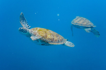 Fototapeta premium Green Turtle (Chelonia mydas) swimming in the Caribbean Sea in Barbados