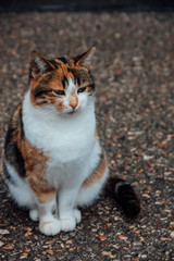 Naklejka na ściany i meble multicolored street cat sits on the pavement