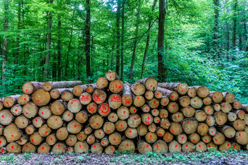 Markierte und abfuhrbereite Baumstämme im Wald