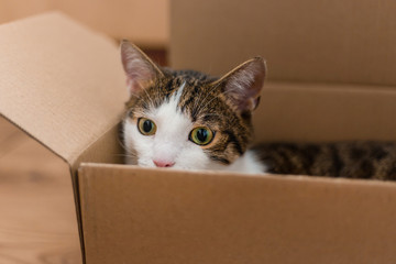 European cat in a delivery box. The concept of buying a new home or relocation. Pet sitting in a cardboard box. Looking cat in removal box