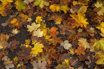 Background texture of dry leaves on the ground in autumn.