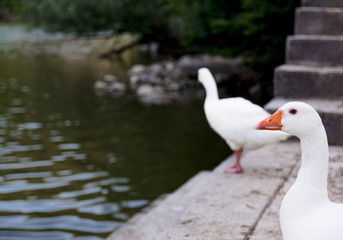 Domestic white geese by the riverbank. Waiting for bread. Bird series.