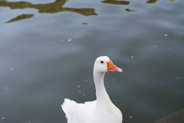 Domestic white geese by the riverbank. Waiting for bread. Bird series.