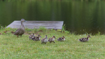 duck family