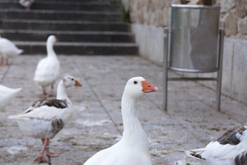 Naklejka na ściany i meble Domestic white geese by the riverbank. Waiting for bread. Bird series.