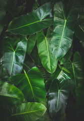 Dark green leaf pattern for a wallpaper